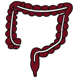Illustration of large intestines