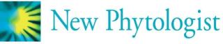 logo for New Phytologist journal