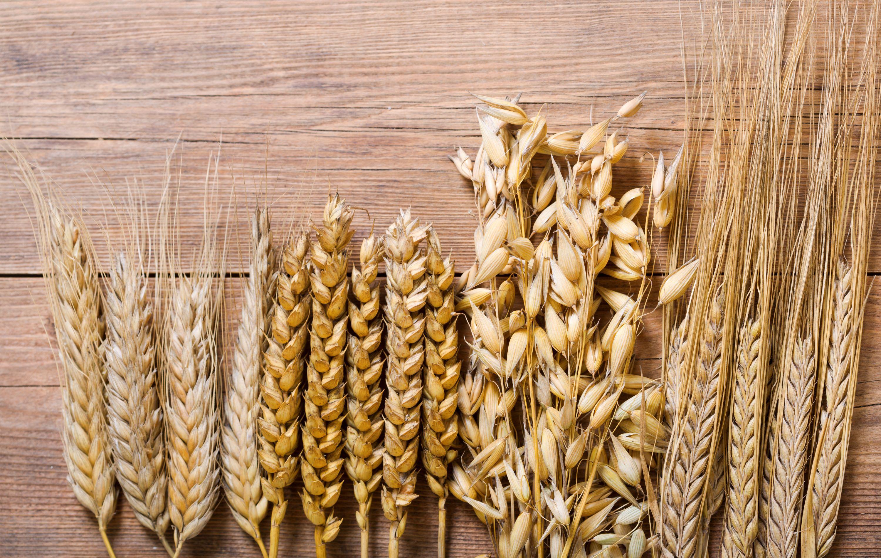 different wheat stocks side-by-side