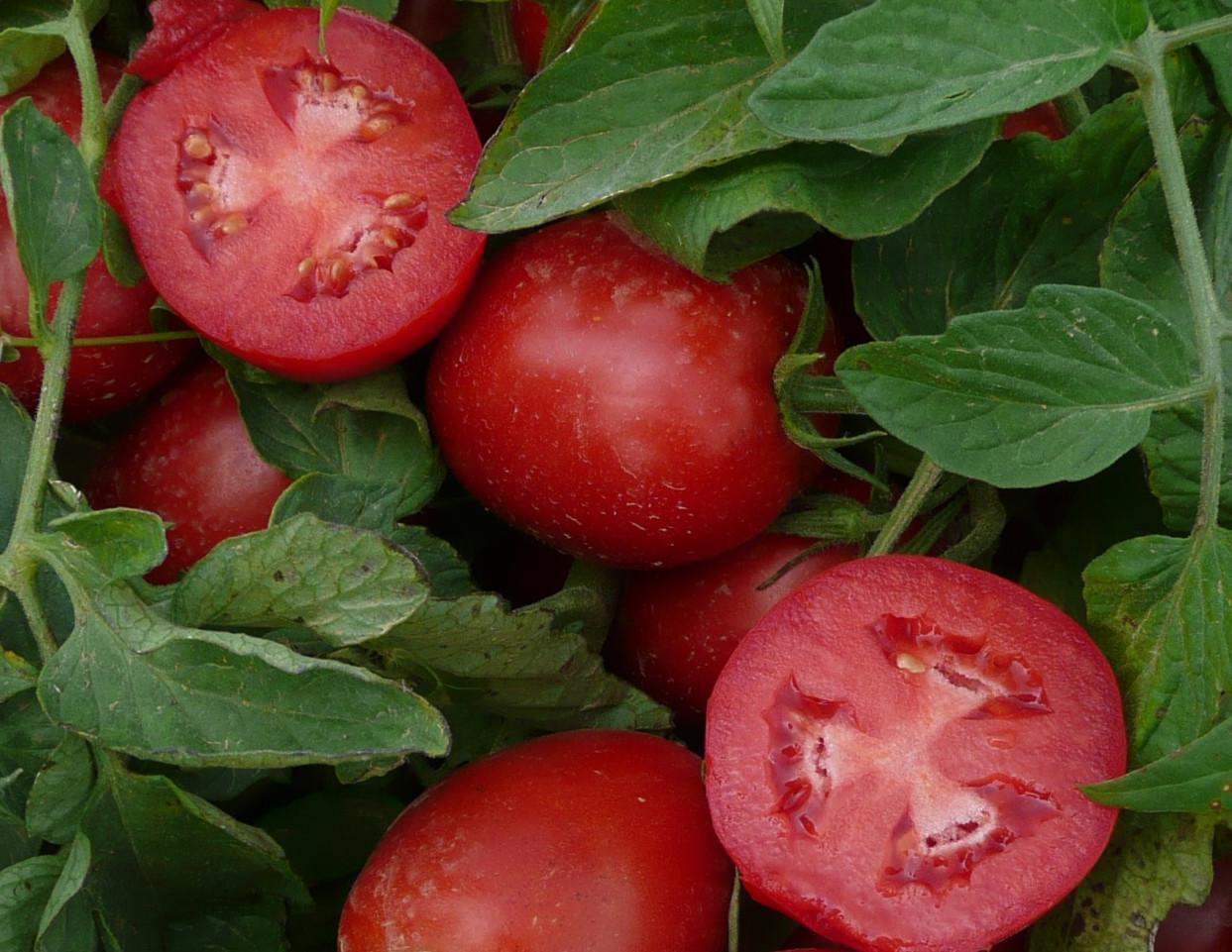 These high-lycopene tomatoes used to make the juice were developed by study co-author David Francis, an Ohio State expert in tomato breeding and genetics.